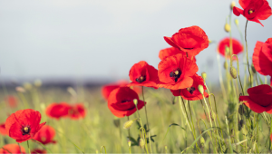 a field of poppies
